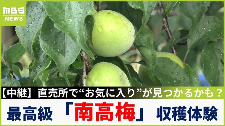 中継】最高級品種「南高梅」の収穫体験「1kg1000円」で